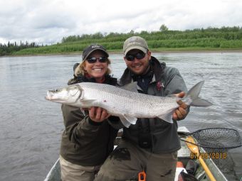 fly fishing for sheefish in Alaska