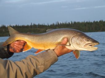 Alaska Lake Trout
