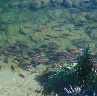 Sockeye salmon fishing