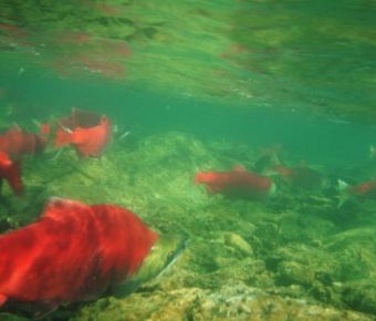 Fly Fishing For Sockeye Salmon