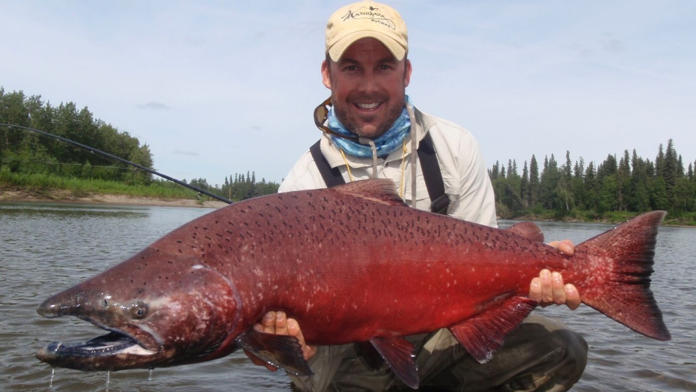 King Salmon  Alaska Fishing - Alaska Outdoors Supersite