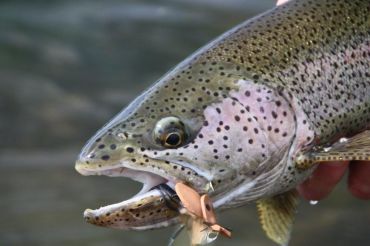 alaska rainbow trout fishing