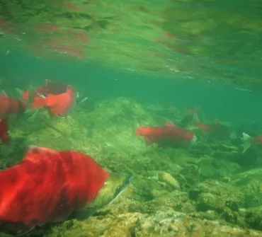 Fly Fishing For Sockeye Salmon