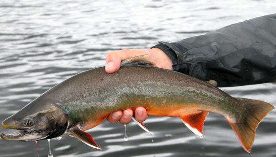 Alaska Dolly Varden