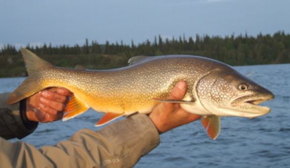 Alaska Lake Trout